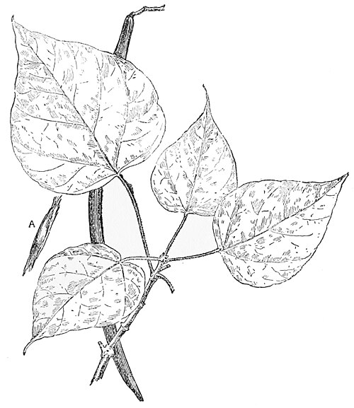 Catalpa