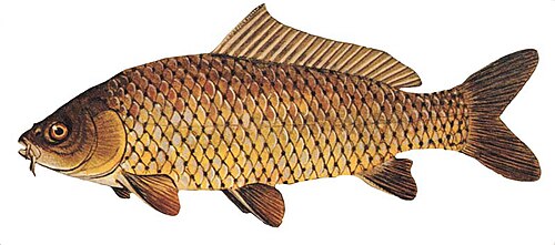 Carpe commune