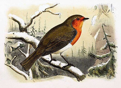 Rougegorge familier