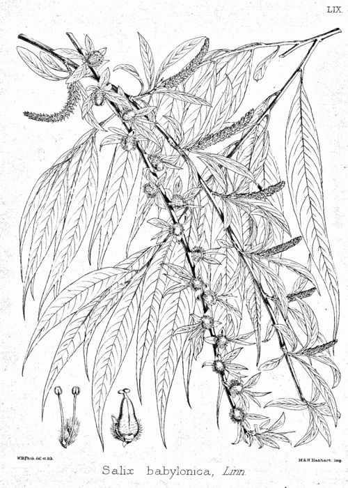 Saule pleureur