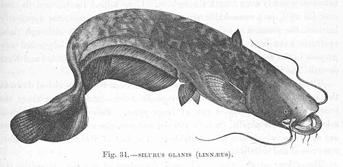 Silure glane