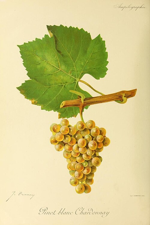 Vigne — cépage Chardonnay